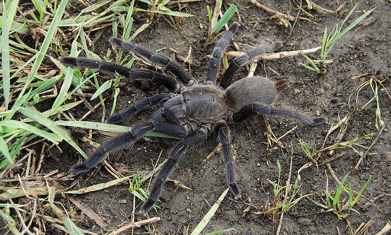Chilobrachys dyscolus